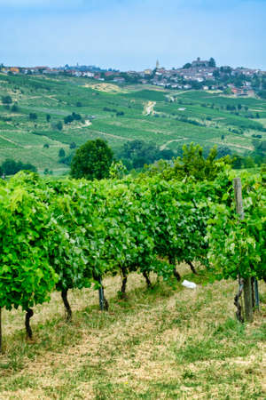 Rural landscape at summertime along the road from Ganaghello to Vicobarone (Piacenza, Emilia Romagna, Italy), in the Tidone valley. Vineyards and view of Rovescalaの写真素材
