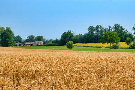Rural landscape at summertime along the road from Castel San Giovanni to Ganaghello (Piacenza, Emilia Romagna, Italy), in the Tidone valleyの写真素材