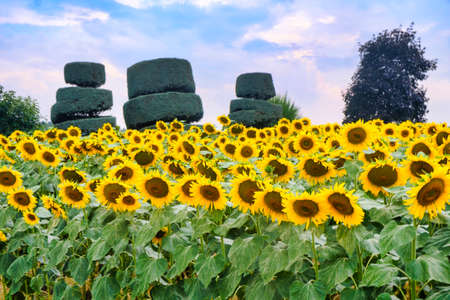 Country road near Vigolo Marchese (Piacenza, Emilia Romagna, Italy): landscape along the road from  Carpaneto Piacentino with sunflowersの写真素材