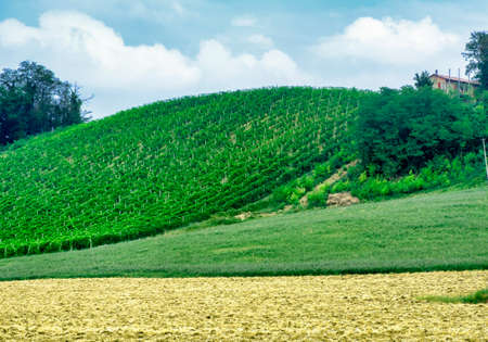 Country landscape near Zaffignana (Piacenza, Emilia Romagna, Italy): vineyard along the road from Ponte dell'Olio to Carpaneto Piacentinoの写真素材