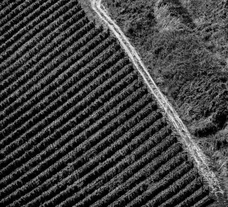 Country landscape  in Romagna along the road from Cesena to Sogliano al Rubicone at summer. Vineyards. Black and whiteの写真素材