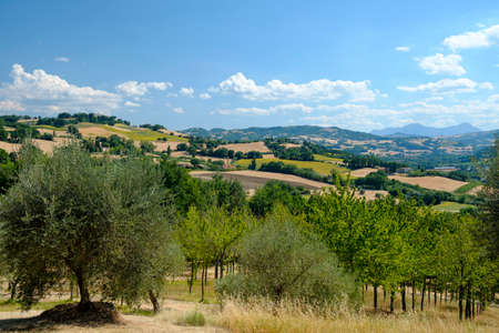 Rural landscape at summer along the road from Fossombrone to Jesi (Marches, Italy), near...