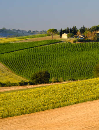 Rural landscape along the road from Filottrano to Appignano (Ancona, Marches, Italy), at summer.