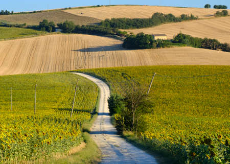 Rural landscape along the road from Filottrano to Appignano (Ancona, Marches, Italy), at summer.の写真素材