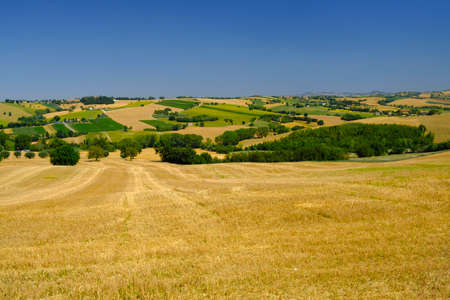 Rural landscape along the road from Appignano to Montecassiano (Ancona, Marches, Italy), at summer.