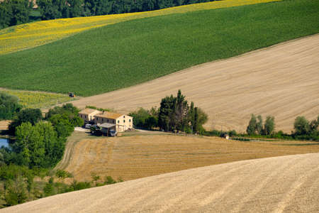 Rural landscape along the road from Filottrano to Appignano (Ancona, Marches, Italy), at summer.