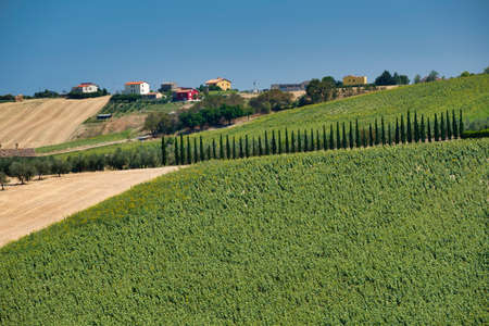 Rural landscape along the road from Montefano to Castelfidardo (Ancona, Marches, Italy), at summer.の写真素材