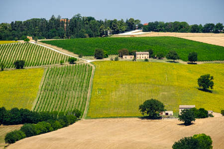 Rural landscape along the road from Appignano to Montecassiano (Ancona, Marches, Italy), at summer.の写真素材