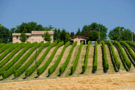 Rural landscape along the road from Appignano to Montecassiano (Ancona, Marches, Italy), at summer.の写真素材