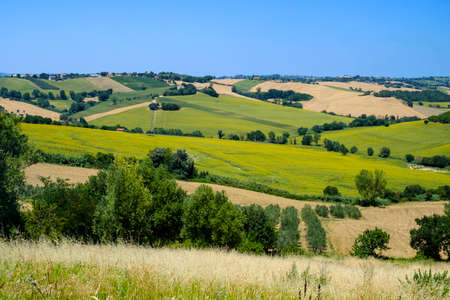 Rural landscape along the road from Ostra to Jesi (Ancona, Marches, Italy), near Belvedere Ostrense, at summer.の写真素材