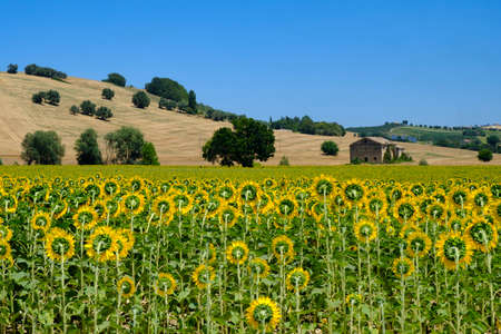 Rural landscape along the road from Montecassiano to Montefano (Ancona, Marches, Italy), at summer.の写真素材