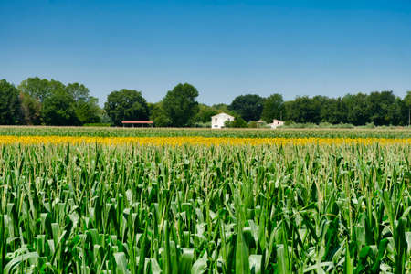 Rural landscape at summer along the road from Recanati to San Firmano (Macerata, Marches, italy)の写真素材