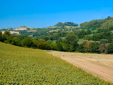 Rural landscape at summer along the road from Fermo to Monterubbiano (Marches, italy)