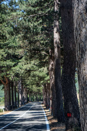 Trees along the road from L'Aquila to Sella di Corno (Abruzzi, Italy) at summerの写真素材