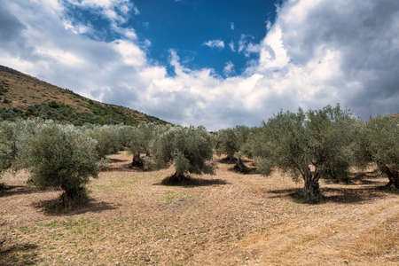 Mountain landscape along the road from Bussi sul Tirino (Pescara) to Navelli (L'Aquila, Abruzzi, Italy) at summer. Olive treesの写真素材