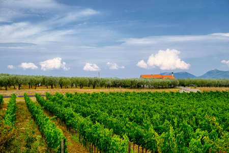 Summer landscape along the road from Bastardo to Bevagna, Perugia, Umbria, Italy. Vineyardの写真素材