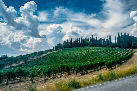 Typical rural landscape in the region of Chianti, in Tuscany, Italy, in a sunny summer day. Vineyardの写真素材