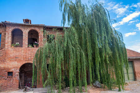 Country house and willow tree along the road from Asciano to Siena, Tuscany, Italy at summerのeditorial素材