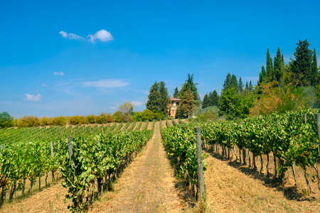 Typical rural landscape in the region of Chianti, in Tuscany, Italy, in a sunny summer day. Vineyardの写真素材