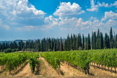 Typical rural landscape in the region of Chianti, in Tuscany, Italy, in a sunny summer day. Vineyardの写真素材