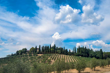 Typical rural landscape in the region of Chianti, in Tuscany, Italy, in a sunny summer day. Vineyardの写真素材