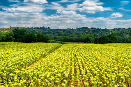 Rural landscape at summer along the road from Volterra to Ponsacco, Tuscany, Italyの写真素材