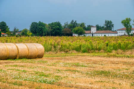 Rural landscape at summer near Busseto, Parma, Emilia Romagna, Italy. Farmのeditorial素材