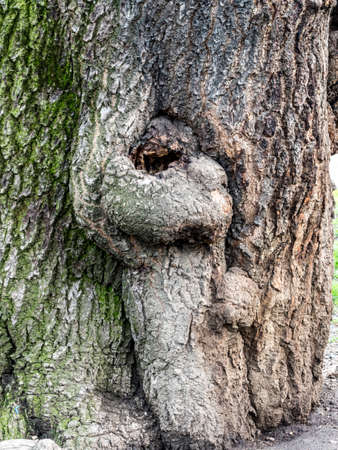 Milan, Lombardy, Italy: human shape in a trunk of tree in the Sempione parkの写真素材