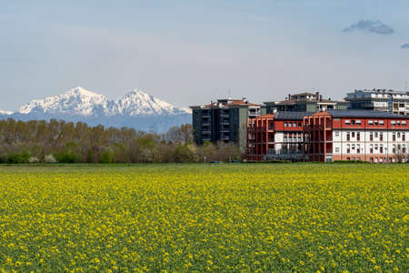 Cinisello Balsamo (Milan, Lombardy, Italy): landscape with yellow flowers and mountains