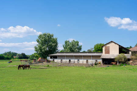 Farm with horses at pasture near Suno, Novara, Piedmont, Italy, at summer