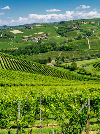 Vineyards in the Langhe near Barbaresco, Cuneo, Piedmont, Italy, at summerの写真素材