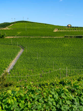 Vineyards in the Langhe near Barolo and Alba, Cuneo, Piedmont, Italy, at summerの写真素材