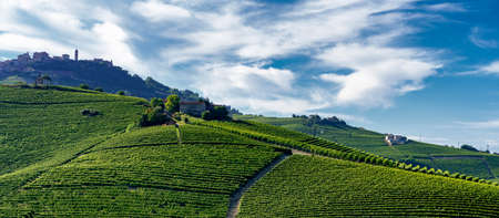 Vineyards in the Langhe near Barolo and Alba, Cuneo, Piedmont, Italy, at summer