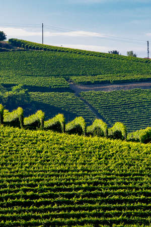 Vineyards in the Langhe near Barolo and Alba, Cuneo, Piedmont, Italy, at summerの写真素材