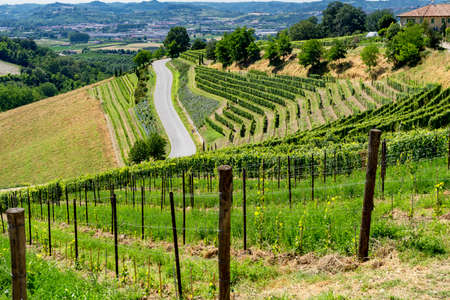 Vineyards in the Langhe near Barbaresco and Alba, Cuneo, Piedmont, Italy, at summerの写真素材