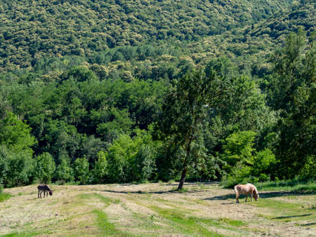 Valley Stura di Demonte, Cuneo, Piedmont, Italy: landscape at summer along the bicycle way. Horses at pastureの写真素材
