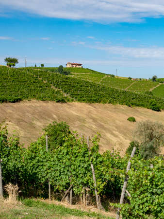 Vineyards in the Langhe near Dogliani, Cuneo, Piedmont, Italy, at summer