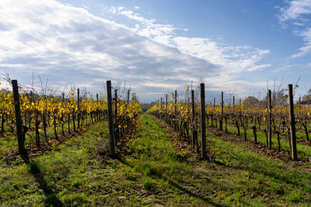 Vineyards of the San Colombano al Lambro hill, Milan, Lombardy, Italy, at fallの写真素材