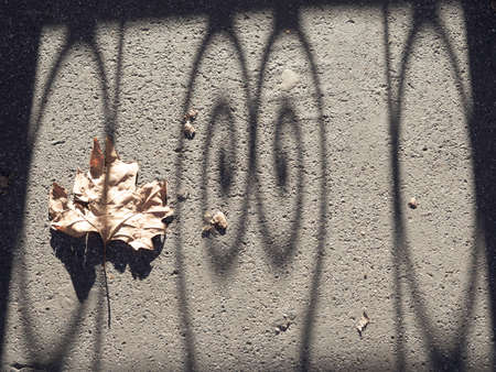 A dry leaf and the shadow of a gate at winter (January)の写真素材