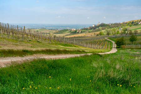 Oltrepo Pavese, Pavia, Lombardy, Italy: country landscape of the vineyards in springtime (April)の写真素材