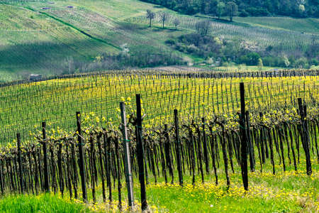 Oltrepo Pavese, Pavia, Lombardy, Italy: country landscape of the vineyards in springtime (April)の写真素材
