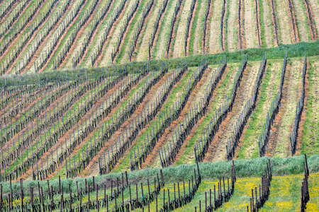 Oltrepo Pavese, Pavia, Lombardy, Italy: country landscape of the vineyards in springtime (April)の写真素材