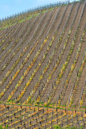 Oltrepo Pavese, Pavia, Lombardy, Italy: country landscape of the vineyards in springtime (April)の写真素材