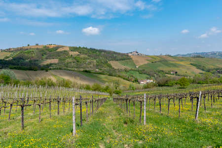 Oltrepo Pavese, Pavia, Lombardy, Italy: country landscape of the vineyards in springtime (April)