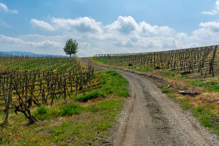 Oltrepo Pavese, Pavia, Lombardy, Italy: country landscape of the vineyards in springtime (April)