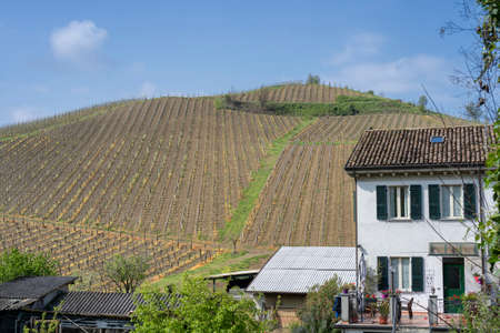 Oltrepo Pavese, Pavia, Lombardy, Italy: country landscape of the vineyards in springtime (April)
