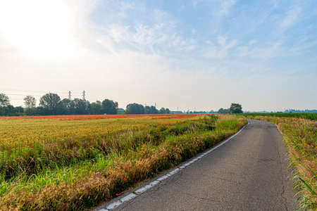 Milan, Lombardy, Italy: the rural park known as Parco Sud, with a field of poppies at late spring (June)の写真素材