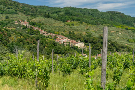 Hills near Collodi, Lucca, Tuscany, Italy, at early summer. Vineyardsの写真素材