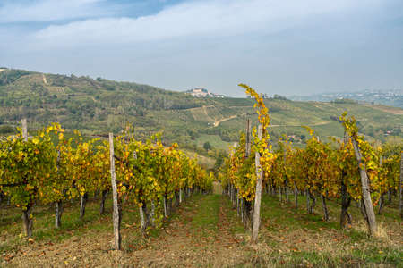 Oltrepo Pavese, Pavia, Lombardy, Italy: the vineyards at fall (October)