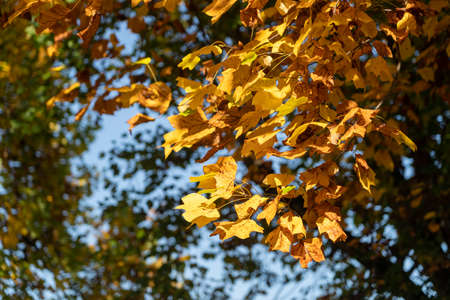 Monza Park, Lombardy, Italy: the foliage in October